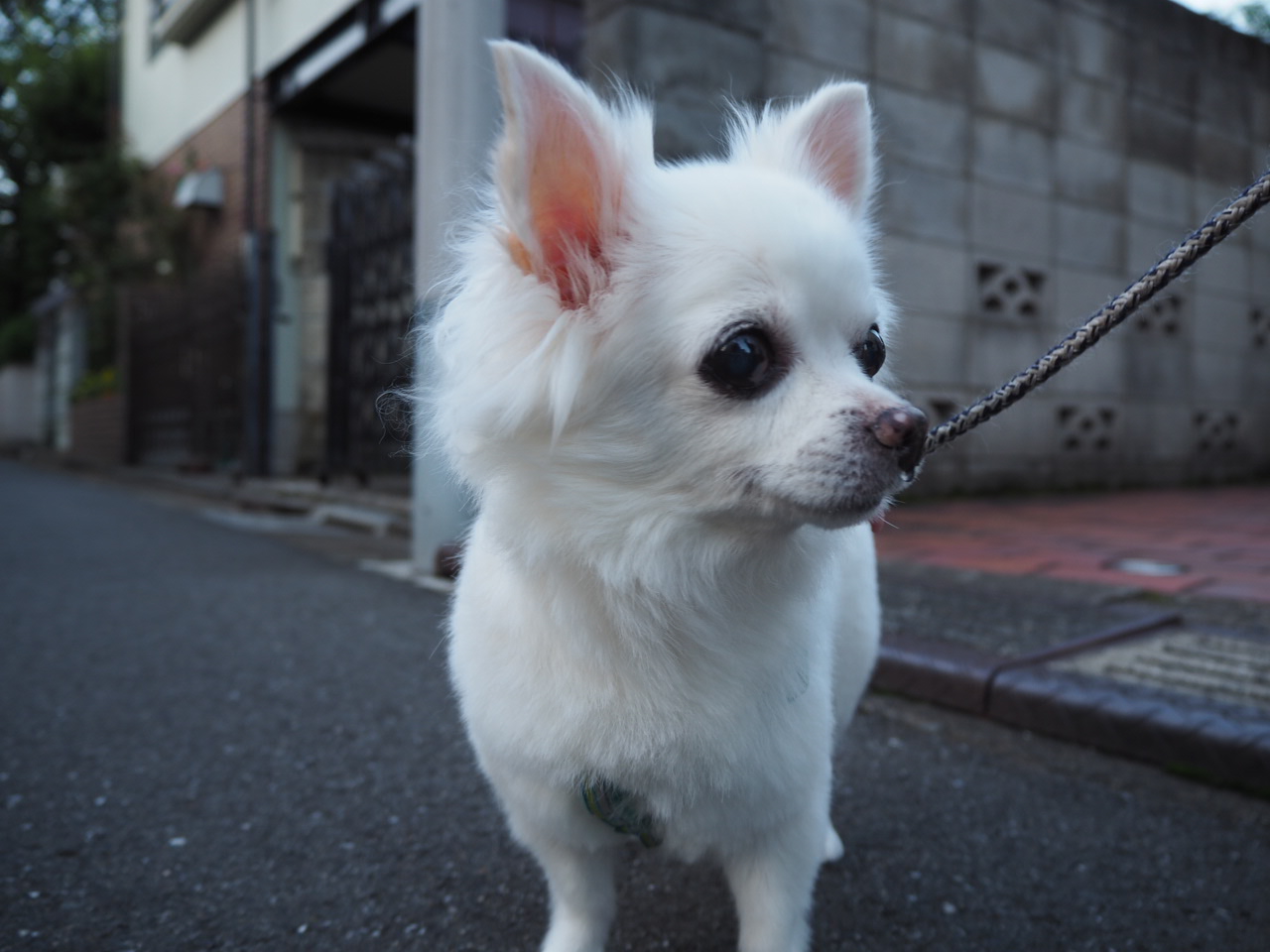 お散歩中の犬の写真です